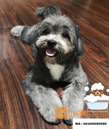 Jasa Grooming / Groomer Panggilan - Salon Hewan Mandi Anjing Kucing Jakarta Tangerang Depok Bekasi