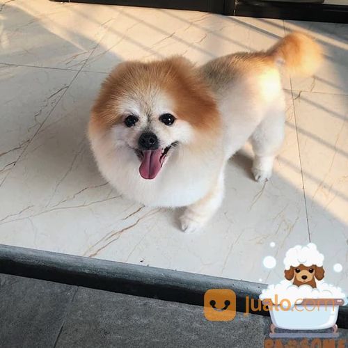Jasa Grooming / Groomer Panggilan - Salon Hewan Mandi Anjing Kucing Jakarta Tangerang Depok Bekasi