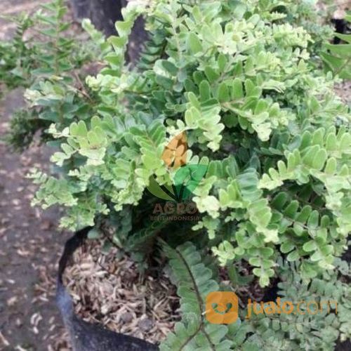 Tanaman Hias Pakis Anting Asal Split