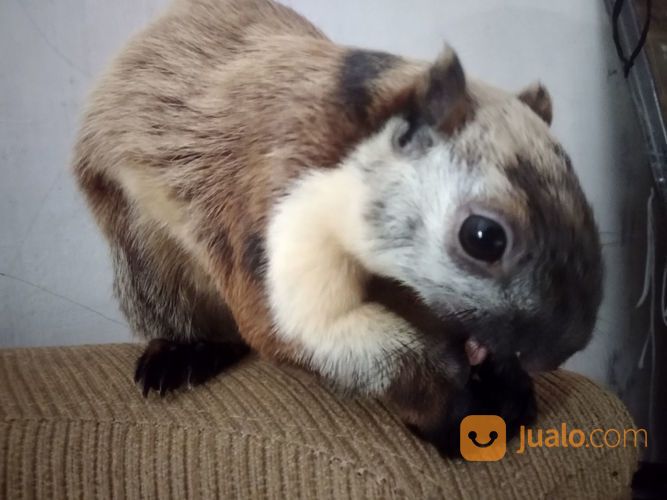 Tupai Jelarang (Jantan)