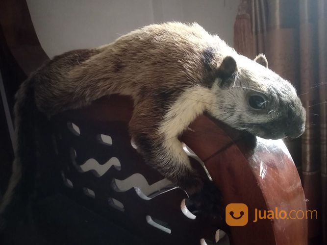 Tupai Jelarang (Jantan)