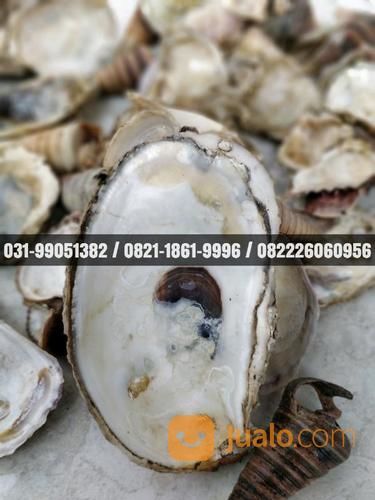 Cangkang Kerang Oyster ~ Cangkang Kerang Oyster Berbagai Macam Model Ukuran Dan Jenis Harga Murah