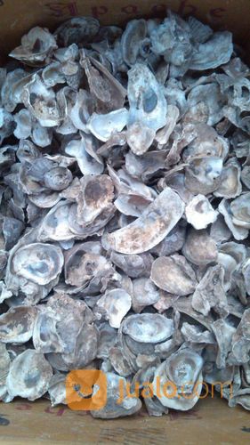 Cangkang Kerang Oyster ~ Cangkang Kerang Oyster Berbagai Macam Model Ukuran Dan Jenis Harga Murah