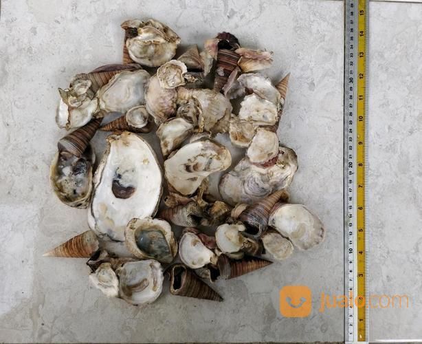 Cangkang Kerang Oyster ~ Cangkang Kerang Oyster Berbagai Macam Model Ukuran Dan Jenis Harga Murah