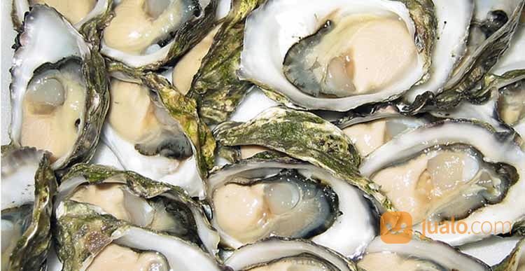 Cangkang Kerang Oyster ~ Cangkang Kerang Oyster Berbagai Macam Model Ukuran Dan Jenis Harga Murah