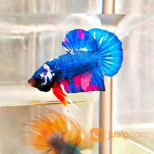 Cupang Plakat Blue Avatar