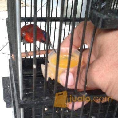 Kolibri Sepah Raja Fullset