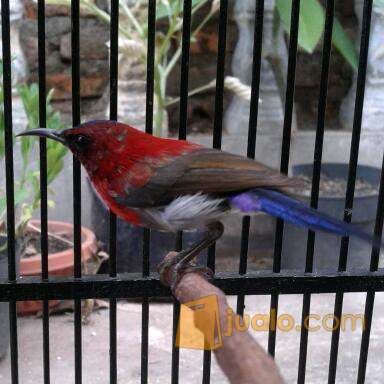 Kolibri Sepah Raja Fullset