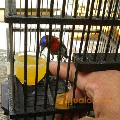 Kolibri Sepah Raja Fullset