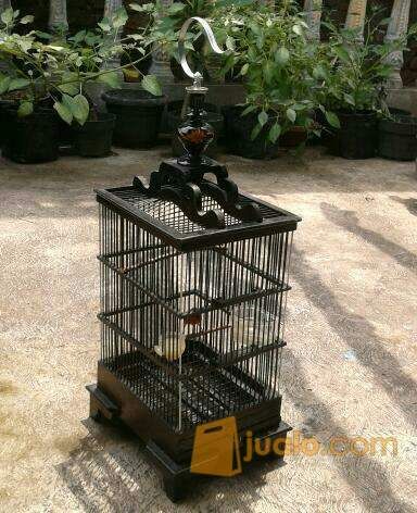 Kolibri Sepah Raja Fullset