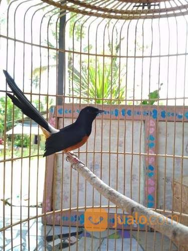 Murai Batu Medan Super Tangkaran