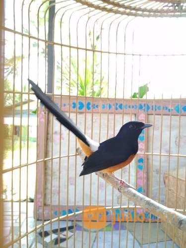 Murai Batu Medan Super Tangkaran