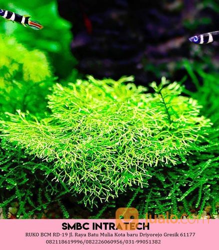 082226060956 ~ Distributor Riccia Fluitans Untuk Aquascape Kualitas Terbaik Distributor Di Surabaya