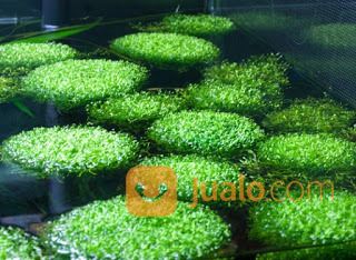 082226060956 ~ Distributor Riccia Fluitans Untuk Aquascape Kualitas Terbaik Distributor Di Surabaya