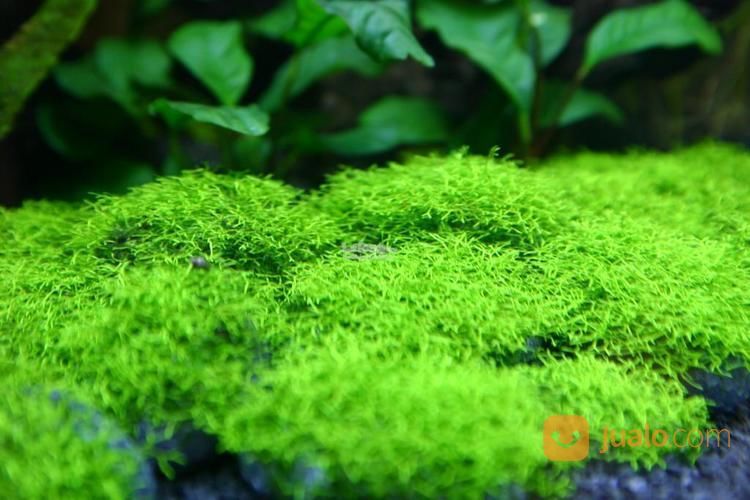 082226060956 ~ Distributor Riccia Fluitans Untuk Aquascape Kualitas Terbaik Distributor Di Surabaya