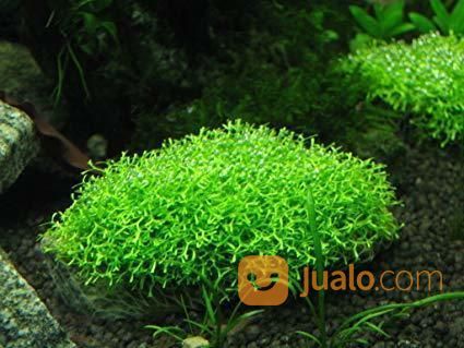 082226060956 ~ Distributor Riccia Fluitans Untuk Aquascape Kualitas Terbaik Distributor Di Surabaya