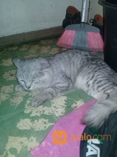 Kucing Anggora Jantan