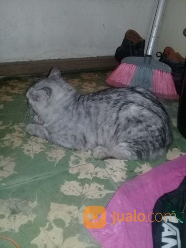 Kucing Anggora Jantan