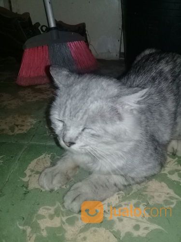 Kucing Anggora Jantan