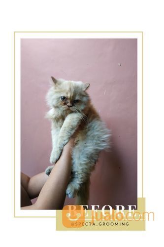 Grooming / Salon / Mandi Kucing Dan Kelinci Door To Door Atau Panggilan