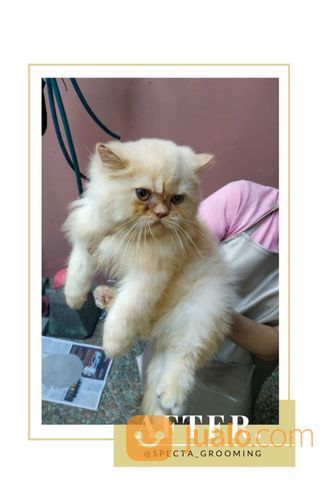 Grooming / Salon / Mandi Kucing Dan Kelinci Door To Door Atau Panggilan
