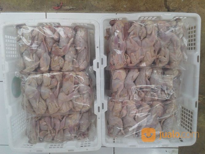 Daging Puyuh Frozen