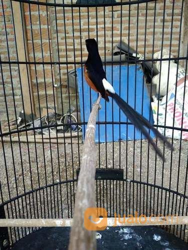 Murai Batu Medan Asli Ekor Panjang