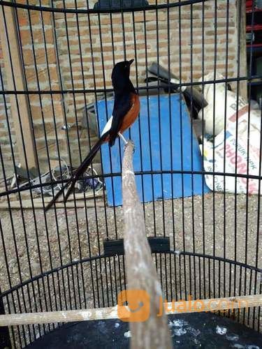 Murai Batu Medan Asli Ekor Panjang