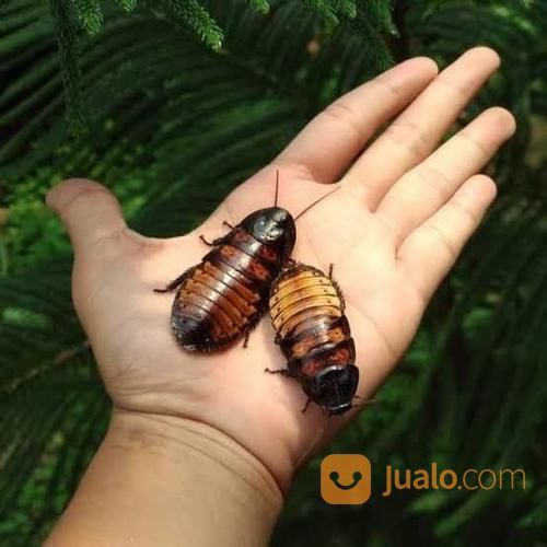 Kecoa Madagaskar Pakan Ternak