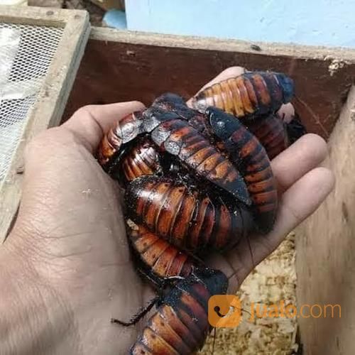 Kecoa Madagaskar Pakan Ternak