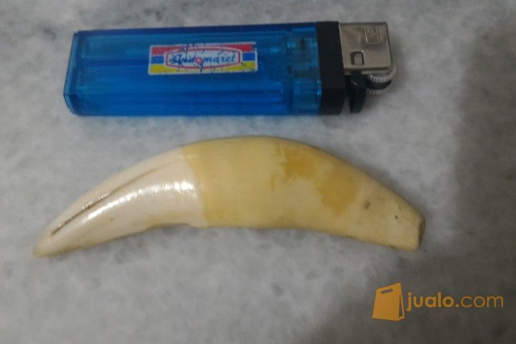 taring harimau 8.5 cm asli