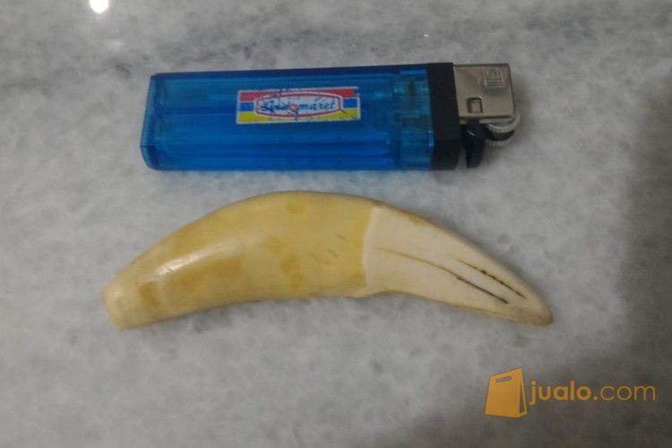 taring harimau 8.5 cm asli