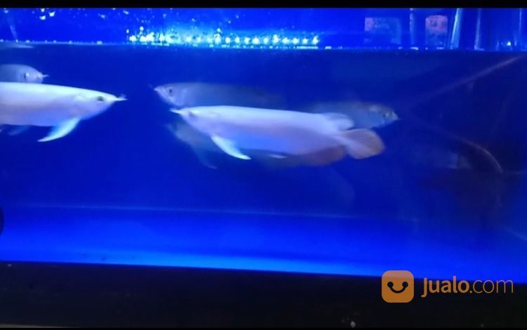 Arwan / rowan / sian Arowana Super Red