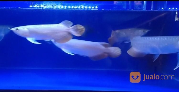 Arwan / rowan / sian Arowana Super Red