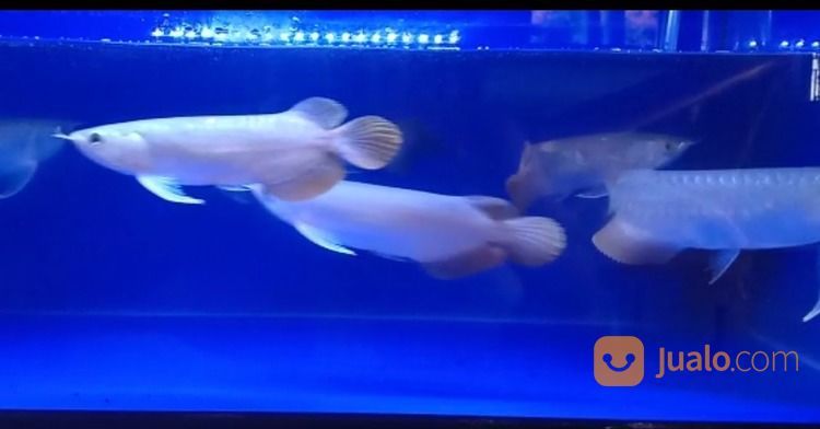 Arwan / rowan / sian Arowana Super Red