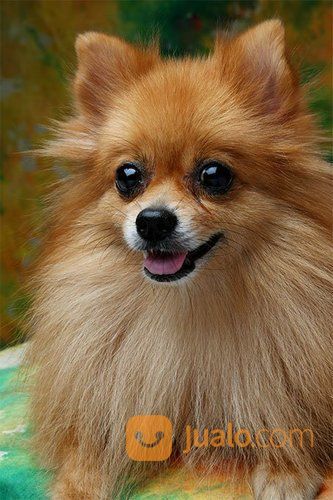Anjing Mini Pom