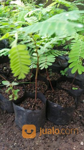 Bibit Asam Jawa Bonsai