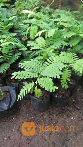 Bibit Asam Jawa Bonsai