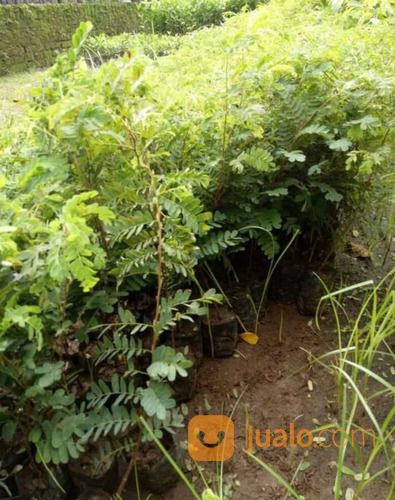 Bibit Asam Jawa Bonsai