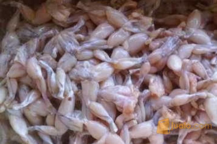 DAGING KODOK SWIKE
