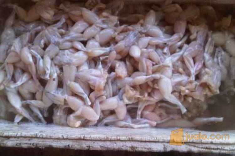 DAGING KODOK SWIKE