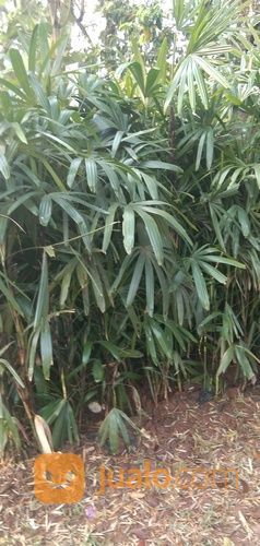 Pohon Palem Waregu 081292127731