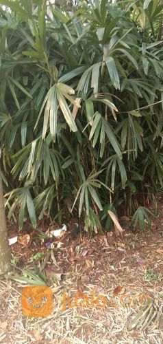 Pohon Palem Waregu 081292127731