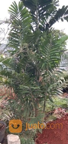 Pohon Palem Jepang 081292127731