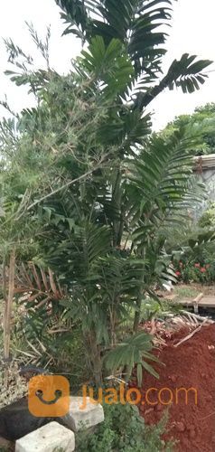 Pohon Palem Jepang 081292127731