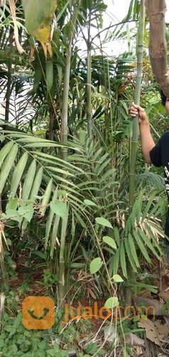 Pohon Palem Jepang 081292127731