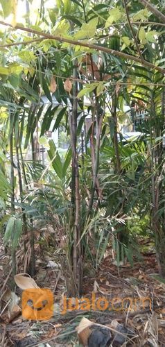 Pohon Palem Jepang 081292127731