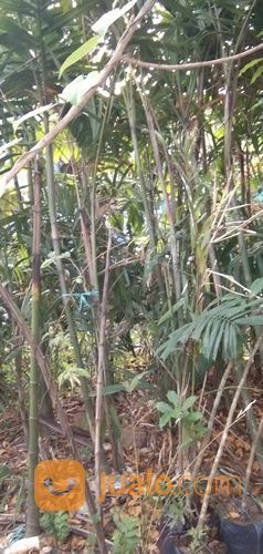 Pohon Palem Jepang 081292127731