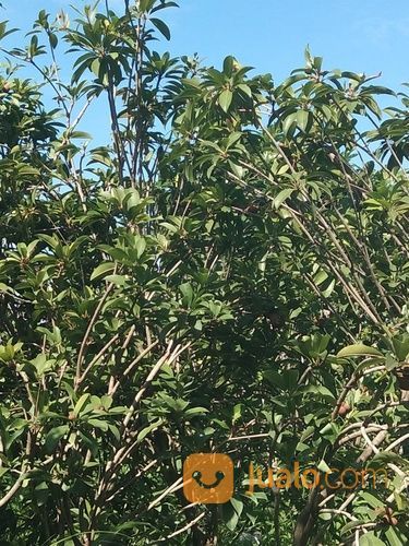 Pohon Sawo Kecik.Sawo Kicik.081292127731