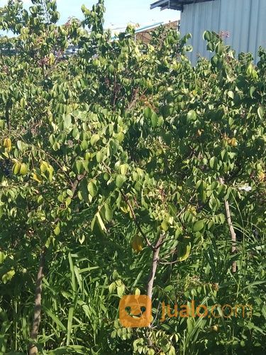 Pohon Sawo Kecik.Sawo Kicik.081292127731